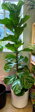 Load image into Gallery viewer, Ficus Lyrata - Fiddle Leaf Fig