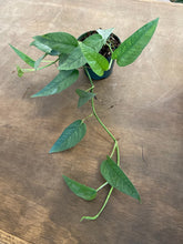 Load image into Gallery viewer, Epipremnum Pinnatum - Cebu Blue