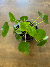 Load image into Gallery viewer, Pilea Peperomioides
