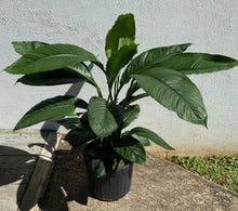 Load image into Gallery viewer, Sensation Peace Lily
