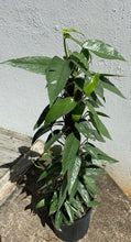Load image into Gallery viewer, Epipremnum Pinnatum - Cebu Blue