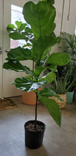 Load image into Gallery viewer, Ficus Lyrata - Fiddle Leaf Fig