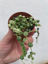 Load image into Gallery viewer, String of Pearls