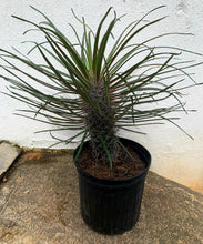 Load image into Gallery viewer, Madagascar Palm