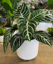 Load image into Gallery viewer, Zebra Plant