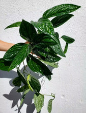 Load image into Gallery viewer, Monstera Peru