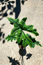 Load image into Gallery viewer, Alocasia Jacklyn