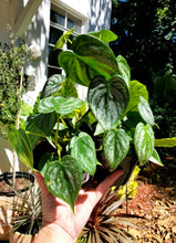 Load image into Gallery viewer, Philodendron Brandtianum