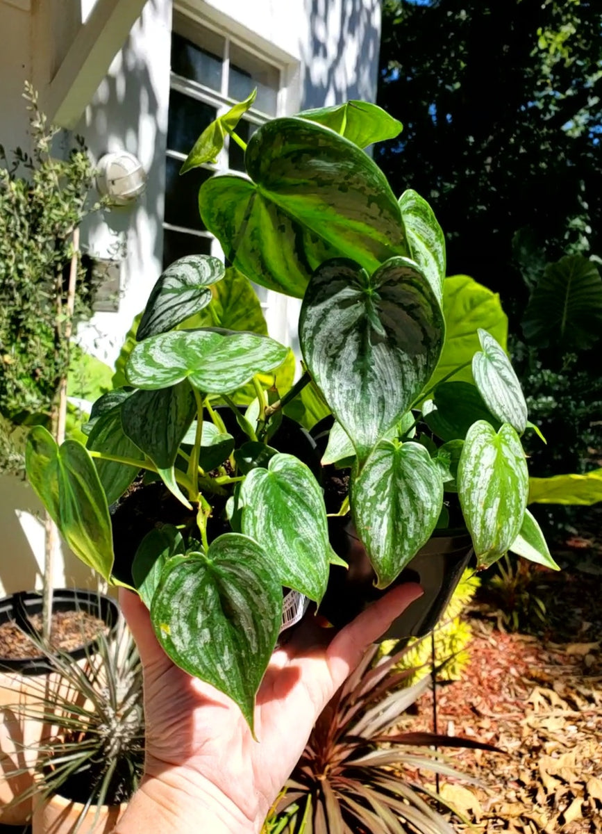 philodendron brandtianum soil Philodendron Brandtianum – Lush Plant Co. Decatur