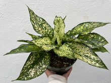 Load image into Gallery viewer, Aglaonema Spring Snow