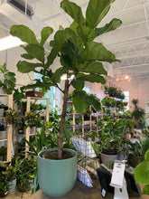 Load image into Gallery viewer, Ficus Lyrata - Fiddle Leaf Fig