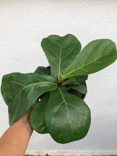 Load image into Gallery viewer, Ficus Lyrata - Fiddle Leaf Fig