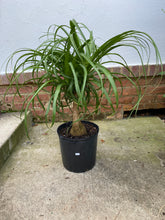 Load image into Gallery viewer, Ponytail Palm