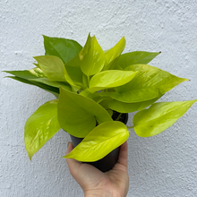 Load image into Gallery viewer, Neon Pothos