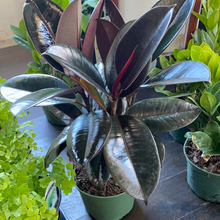 Load image into Gallery viewer, Ficus Elastica Burgundy
