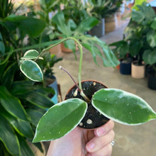 Load image into Gallery viewer, Hoya Krimson Queen