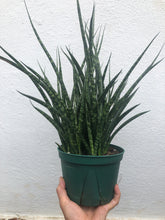 Load image into Gallery viewer, Sansevieria Fernwood
