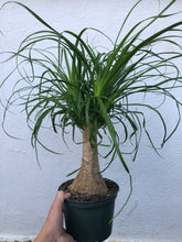 Load image into Gallery viewer, Ponytail Palm
