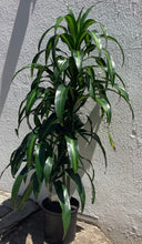Load image into Gallery viewer, Dracaena Hawaiian Sunshine