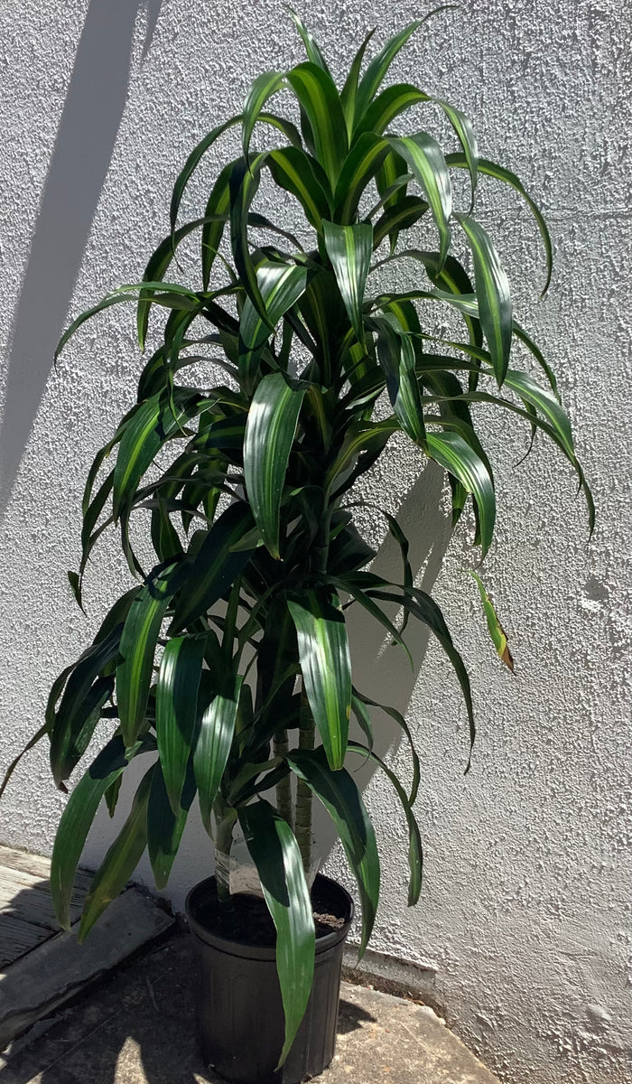 dracaena hawaiian sunshine toxic Dracaena Hawaiian Sunshine – Lush Plant Co. Decatur