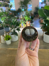 Load image into Gallery viewer, Lithops "Living Stone"