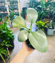 Load image into Gallery viewer, Philodendron Silver Sword