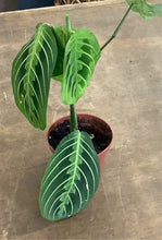 Load image into Gallery viewer, Lemon Lime Maranta