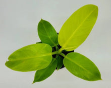 Load image into Gallery viewer, Philodendron Moonlight
