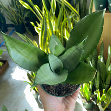 Load image into Gallery viewer, Sansevieria Moonshine