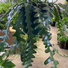 Load image into Gallery viewer, Ric Rac Cactus