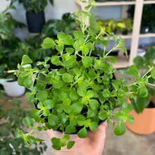 Load image into Gallery viewer, Pilea Baby Tears
