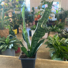 Load image into Gallery viewer, Sansevieria Zeylanica