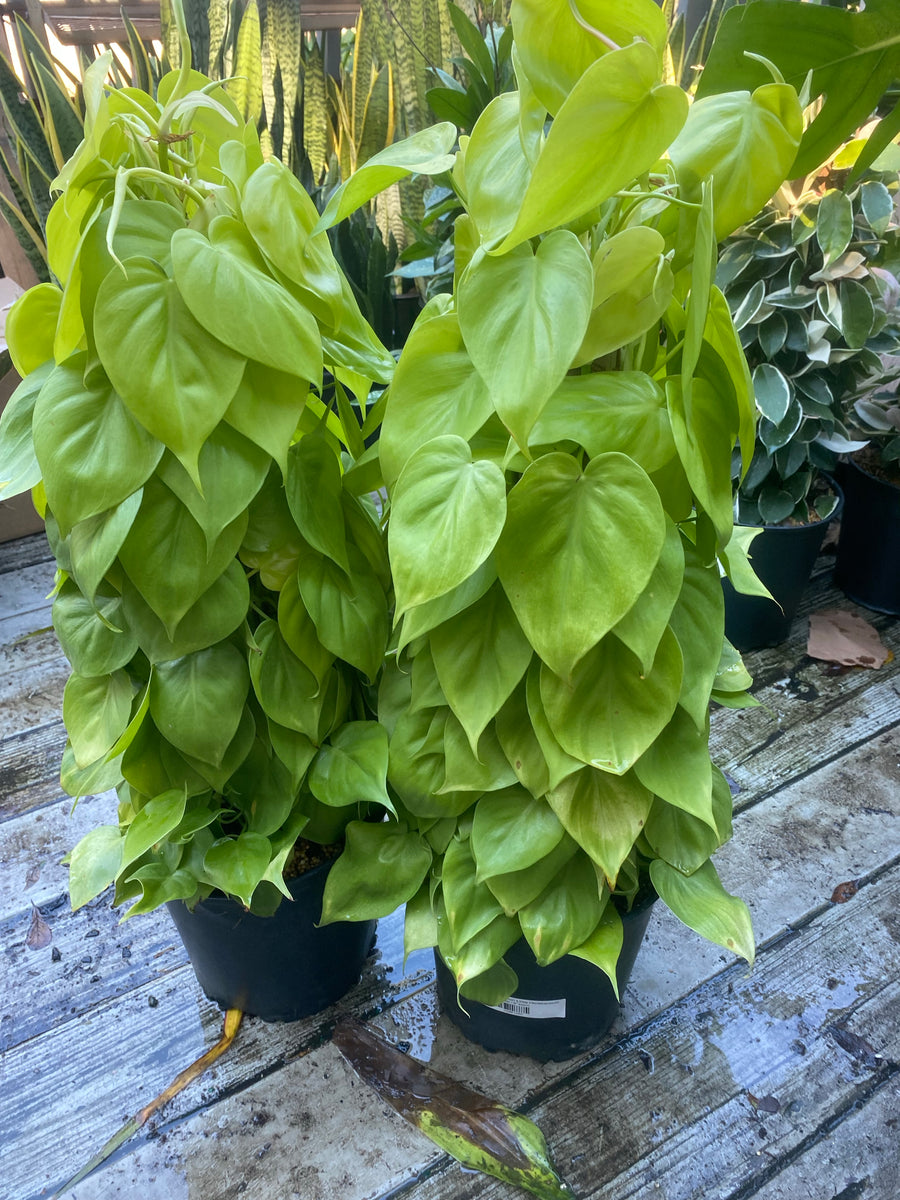 Philodendron Lemon Lime Hederaceum – Lush Plant Co. Decatur