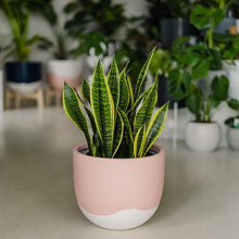 Load image into Gallery viewer, Toast & Honey Pots