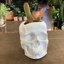 Load image into Gallery viewer, Todd Terranova Skull Planter Collection
