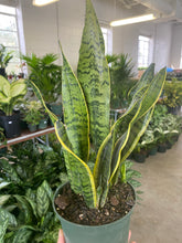 Load image into Gallery viewer, Sansevieria Laurentii