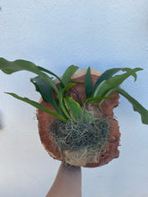 Load image into Gallery viewer, Staghorn Fern