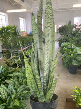 Load image into Gallery viewer, Sansevieria Zeylanica