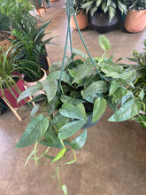Load image into Gallery viewer, Epipremnum Pinnatum - Cebu Blue