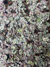 Load image into Gallery viewer, String of Hearts