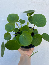 Load image into Gallery viewer, Pilea Peperomioides
