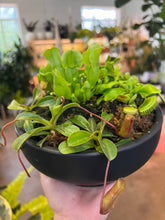 Load image into Gallery viewer, Nepenthes Pitcher Plant