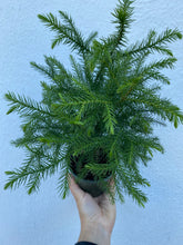 Load image into Gallery viewer, Norfolk Island Pine