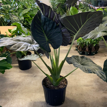 Load image into Gallery viewer, Alocasia Regal Shields