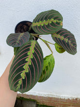 Load image into Gallery viewer, Red Maranta