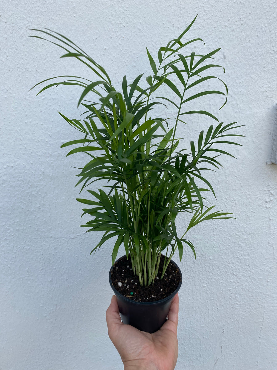 parlor palm bella Neanthe Bella Palm (Parlor Palm) – Lush Plant Co. Decatur