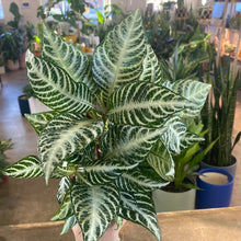 Load image into Gallery viewer, Zebra Plant