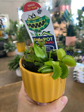 Load image into Gallery viewer, Venus Fly Trap