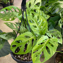 Load image into Gallery viewer, Monstera Adansonii
