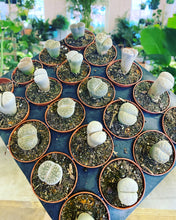 Load image into Gallery viewer, Lithops "Living Stone"